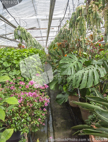 Image of inside greenhouse scenery