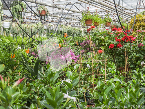 Image of dense greenhouse scenery