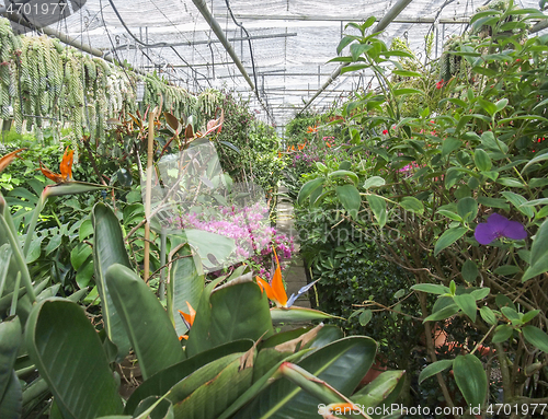 Image of inside greenhouse scenery