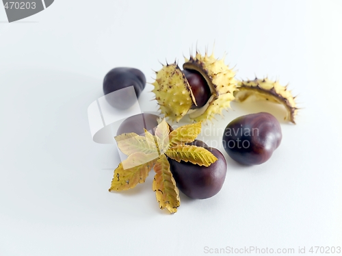 Image of Conker