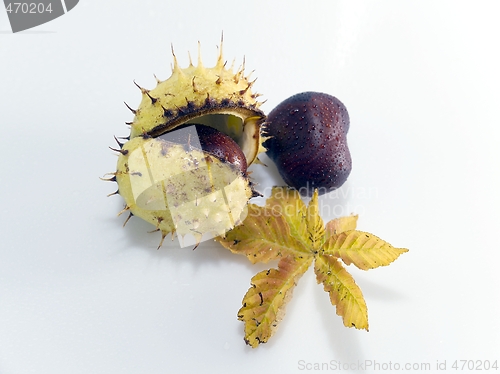 Image of Conker