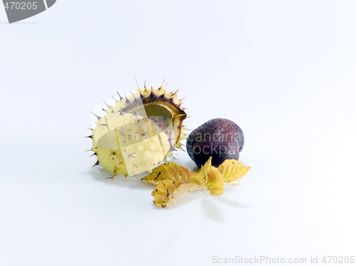 Image of Conker