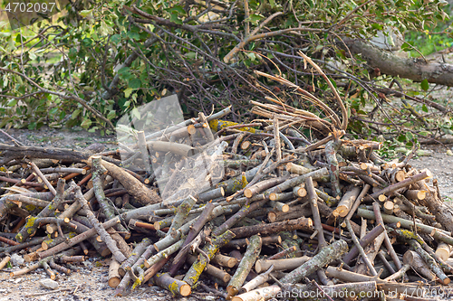 Image of A pile of sawn firewood lies in front of the felled apple trees