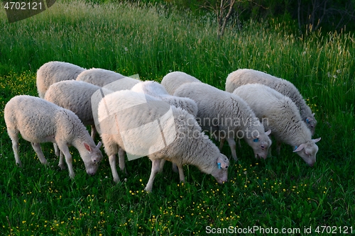 Image of sheeps eating grass in the meadow