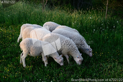 Image of sheeps eating grass in the meadow 