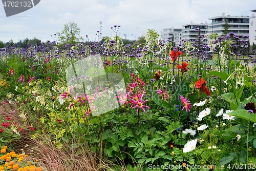 Image of flower beds of beautiful blooming flowers