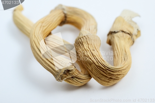 Image of strange-shaped twisted stalk of reed on a white