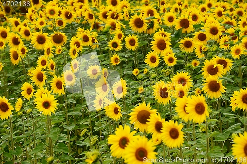 Image of a field of blooming beautiful sunflowers