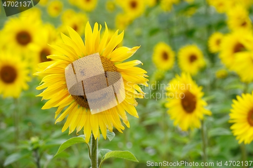 Image of sunflower with smiley and field of blooming sunflowers