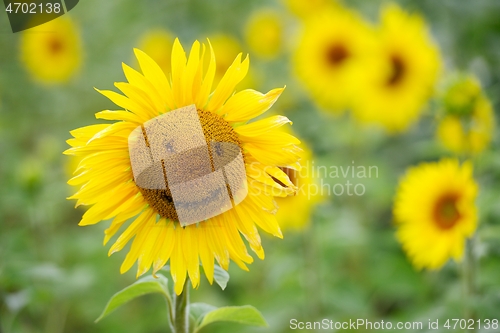 Image of sunflower with smiley and field of blooming sunflowers 