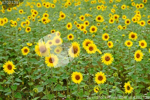 Image of a field of blooming beautiful sunflowers