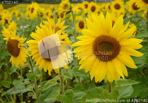 Image of a field of blooming beautiful sunflowers