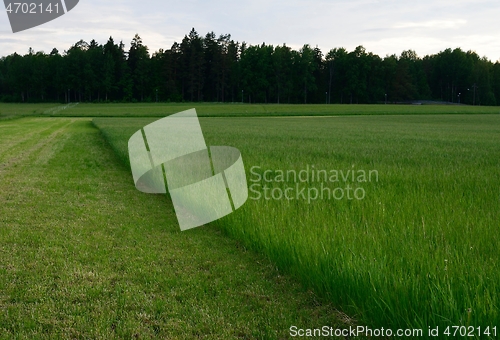 Image of half mown green grass field 