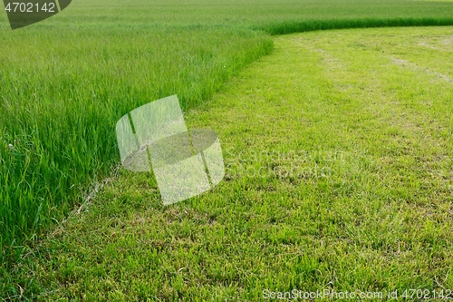 Image of half mown green grass field