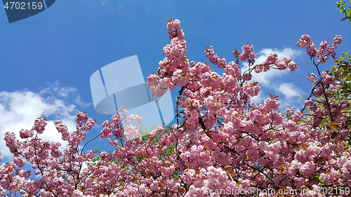 Image of Beautiful flowers of spring trees on blue sky