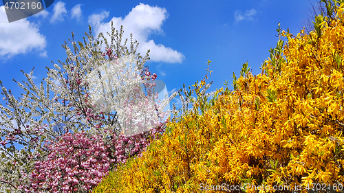 Image of Beautiful flowers and fresh foliage of spring trees