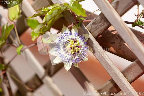 Image of Passion flower &#39;Purple Haze