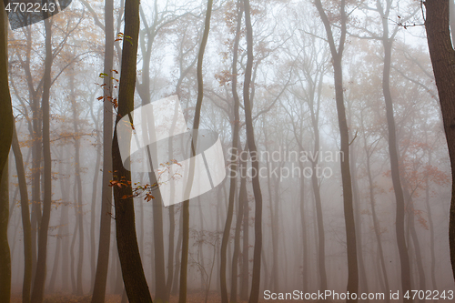 Image of Autumnal mysterious forest trees with yellow leaves.