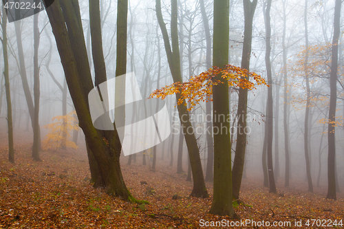 Image of Autumnal mysterious forest trees with yellow leaves.