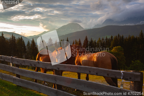 Image of Two horses and Dachstein mountain and summer valley. Austria
