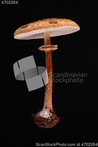 Image of One levitating parasol mushroom (macrolepiota procera)