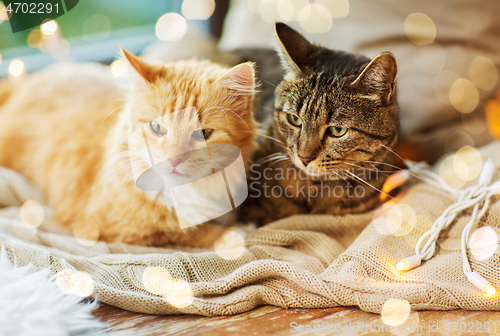 Image of two cats lying on window sill with blanket at home