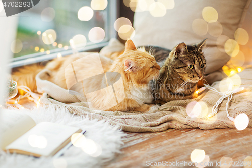 Image of two cats lying on window sill with blanket at home