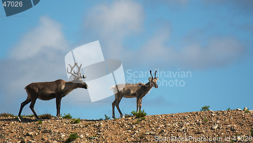 Image of Reindeers