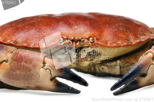 Image of crab shot on a white backdrop