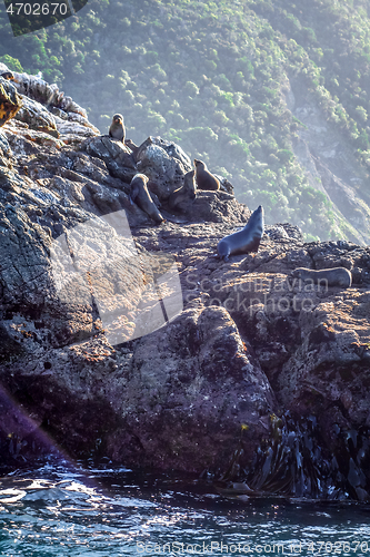 Image of Cormorants on a cliff in Kaikoura Bay