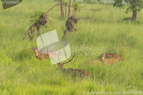 Image of Sika or spotted deers herd in the elephant grass