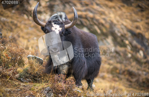 Image of Yak or nak pasture on grass hills in Himalayas