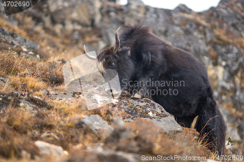 Image of Yak or nak pasture on grass hills in Himalayas