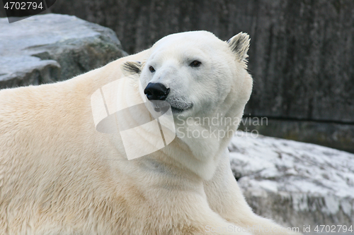 Image of Eisbär   polar bear   (ursus maritimus) 