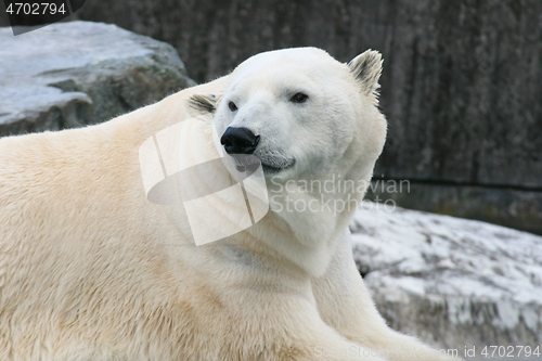 Image of Eisbär   polar bear   (ursus maritimus) 