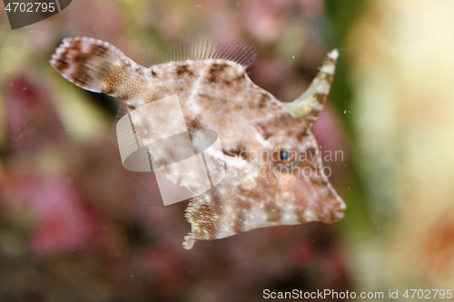 Image of Tangfeilenfisch  Tangfeilen fish   (Acreichthys tomentosus) 