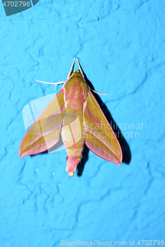 Image of Kleiner Weinschwärmer  Butterfly  (Deilephila porcellus)  