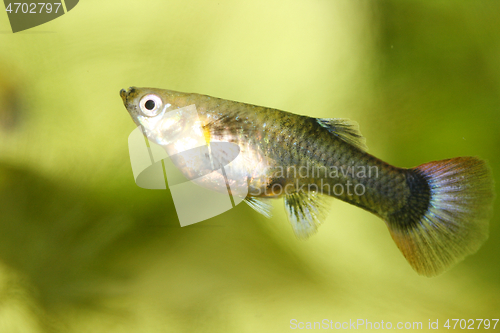 Image of Guppy   (Poecilia reticulata) 