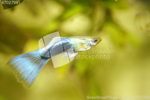 Image of Guppy   (Poecilia reticulata) 