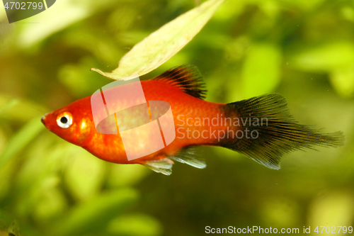 Image of  Platy  Spiegelkärpfling   (Xiphophorus maculatus) 