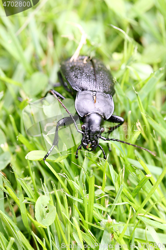 Image of Laufkäfer  Ground beetles   (Carabidae)  