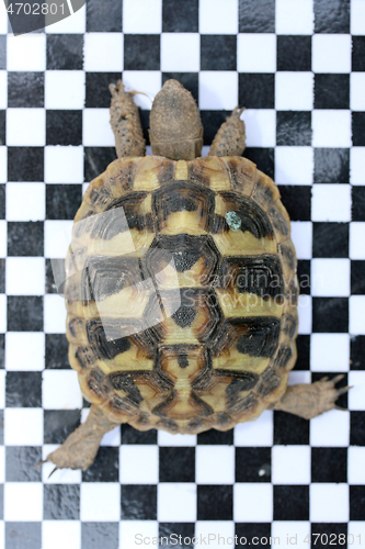 Image of Griechische Landschildkröte  Hermann's tortoise  (Testudo hermanni boettgeri)  