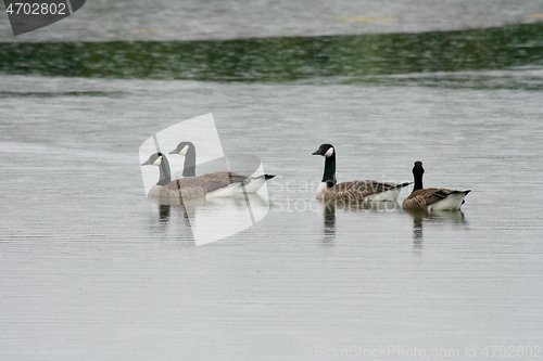 Image of Kanadagans  Canada goose  (Branta canadensis)  