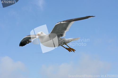 Image of Fliegende Silbermöwe  flying gull  (Larus argentatus) 