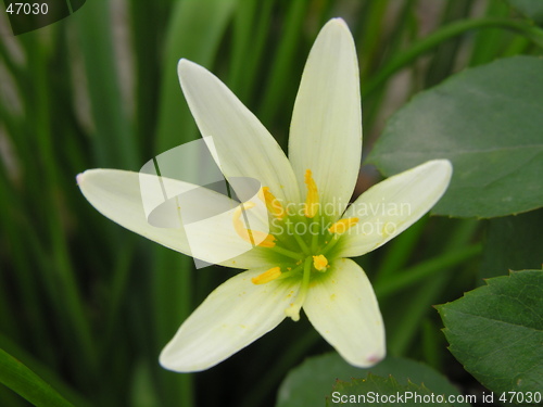 Image of white flower