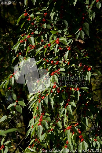 Image of Autumn Berry Bush