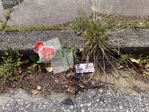 Image of The red flower growing on asphalt, the card, grass.