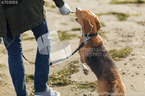 Image of close up of man playing with beagle dog on beach