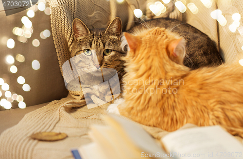 Image of two cats lying on sofa at home