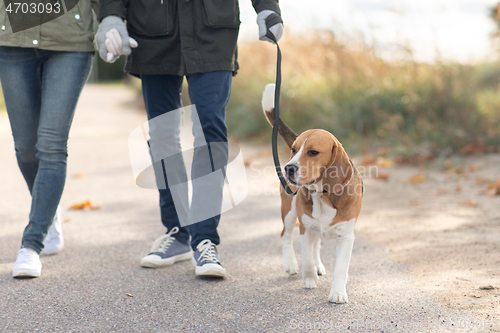 Image of couple walking with beagle dog on leash in autumn